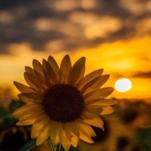 Meet your Posher, Elsie